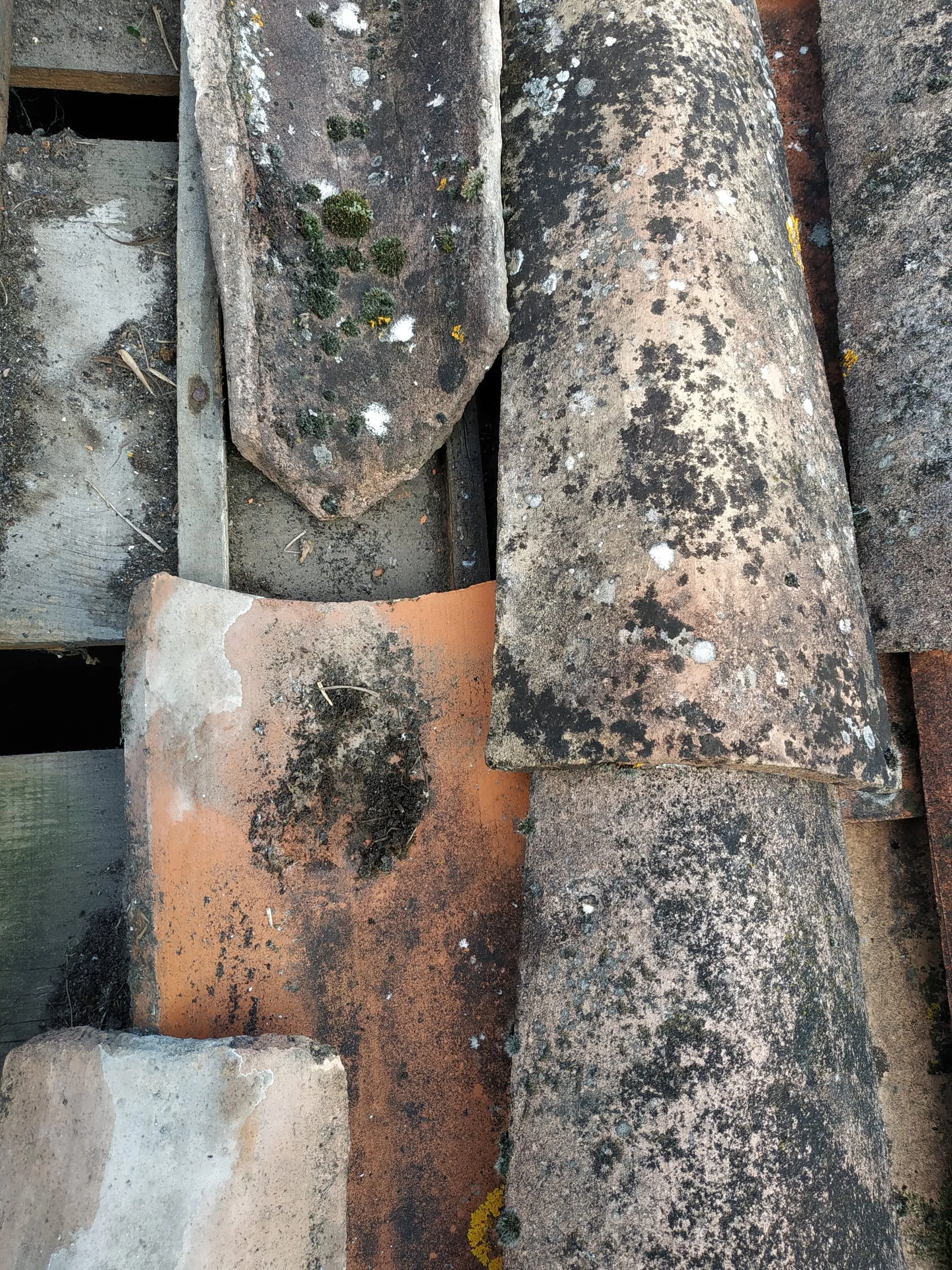Gros plan sur des tuiles anciennes couvertes de mousse et de lichens sur une toiture